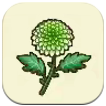 Chrysanthemum SoS Grand Bazaar
